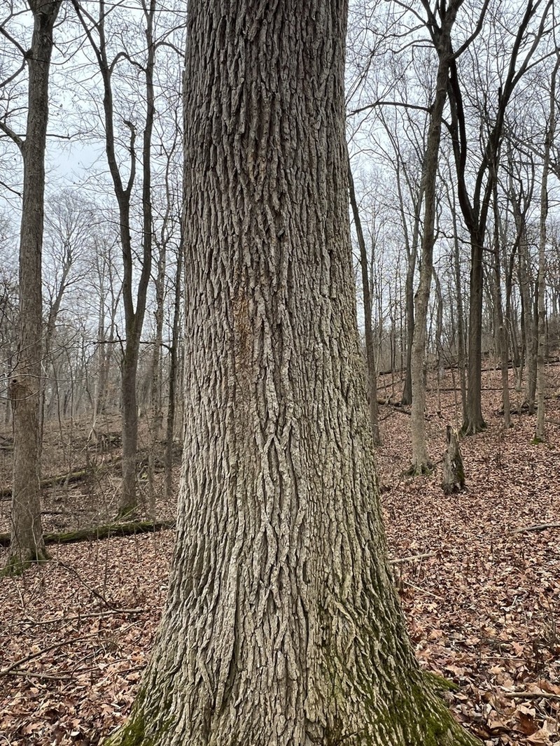 Blue Ash photo 8