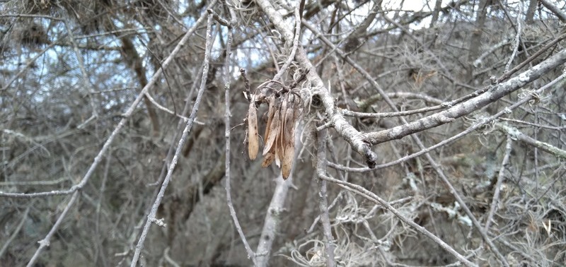 Fraxinus rufescens