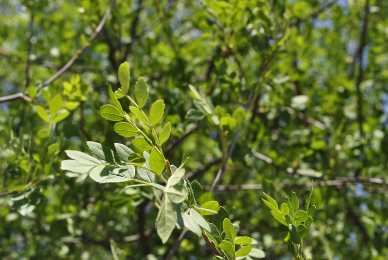 Fraxinus rufescens photo 2