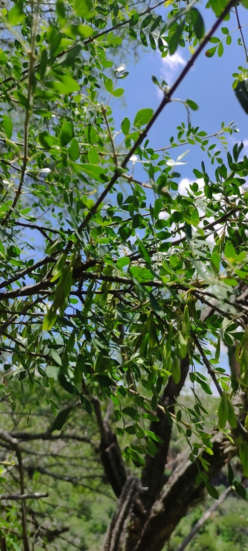 Fraxinus rufescens photo 4