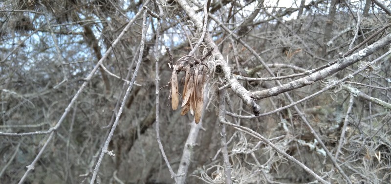 Fraxinus rufescens photo 6