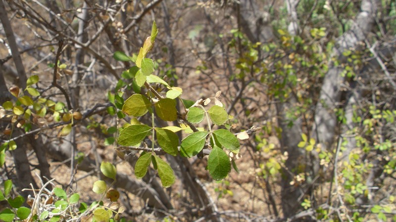 Fraxinus rufescens photo 7