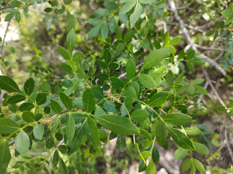Fraxinus rufescens photo 8