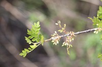 Fraxinus schiedeana