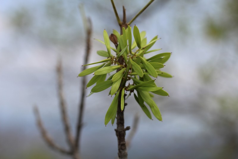 Fraxinus schiedeana photo 2
