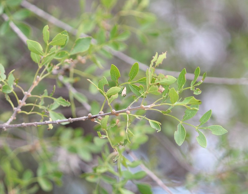 Fraxinus schiedeana photo 3