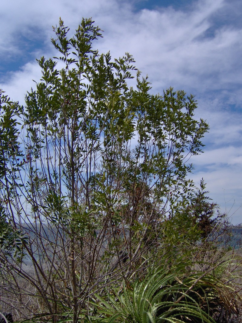 Fraxinus schiedeana photo 4