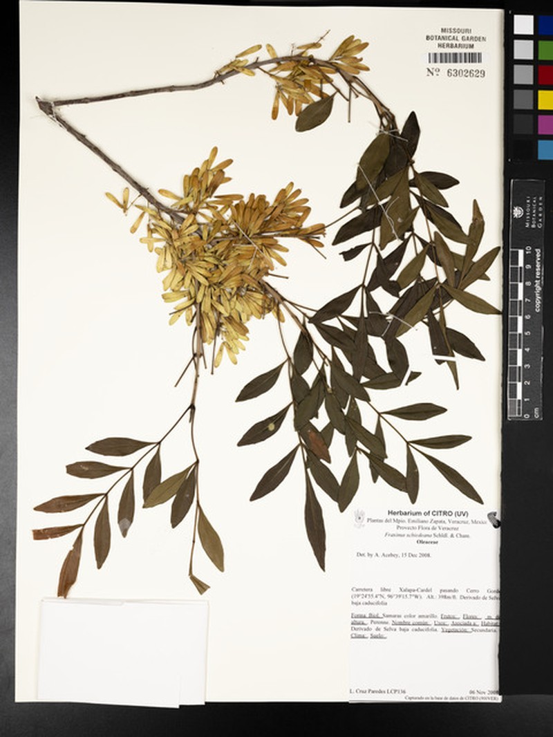Fraxinus schiedeana photo 5