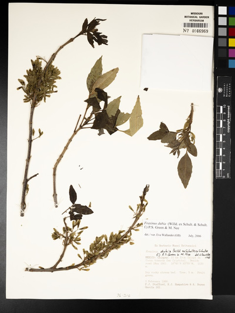 Fraxinus schiedeana photo 6