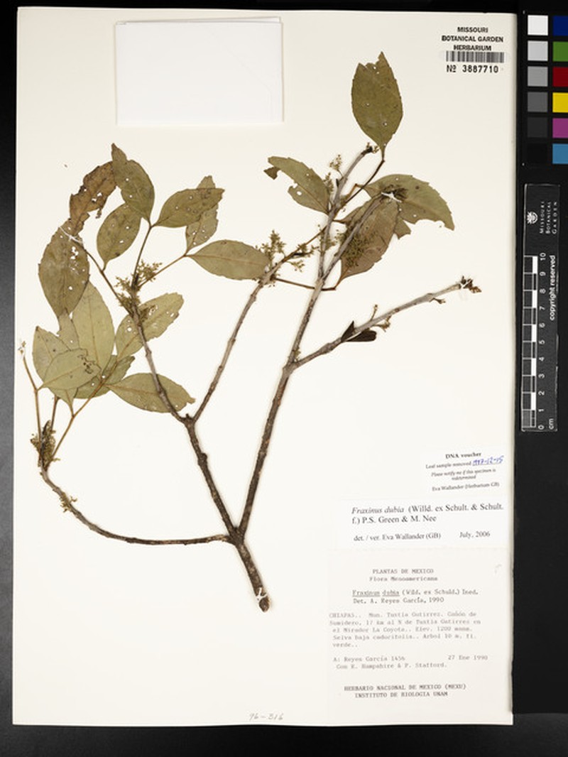 Fraxinus schiedeana photo 7