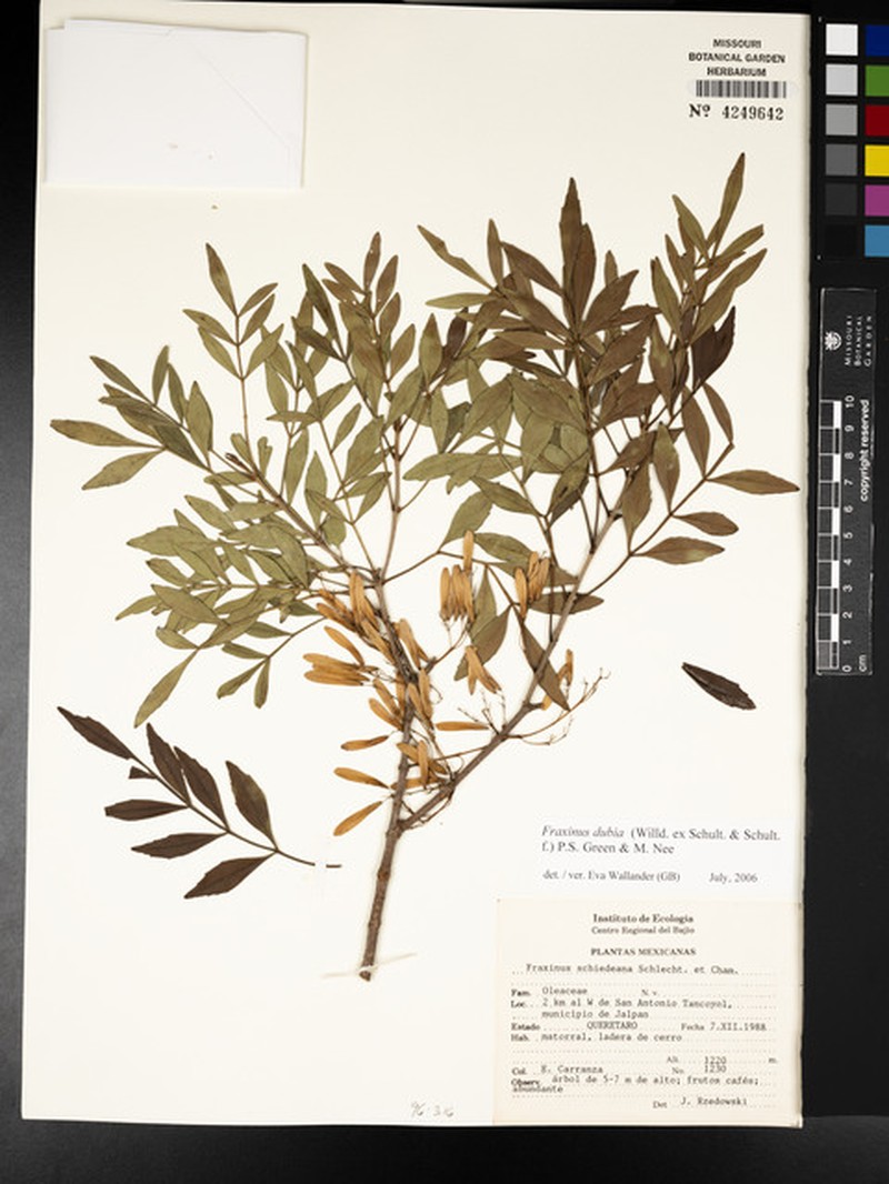 Fraxinus schiedeana photo 8