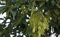 Fraxinus sogdiana