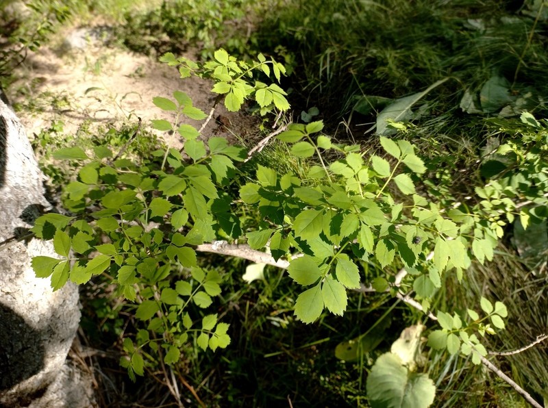 Fraxinus sogdiana photo 2