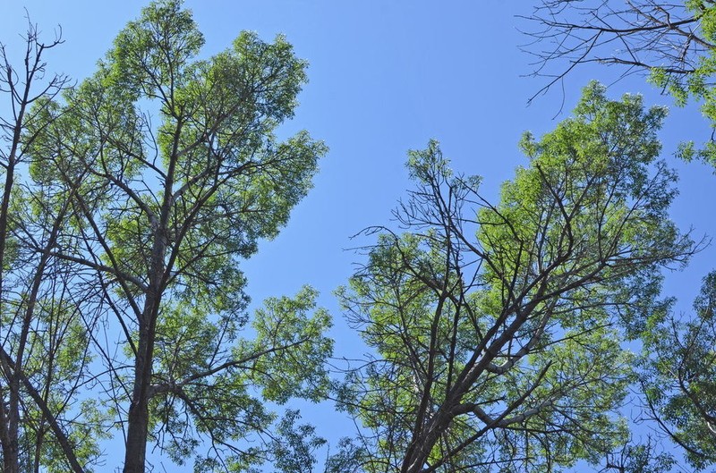 Fraxinus sogdiana photo 3