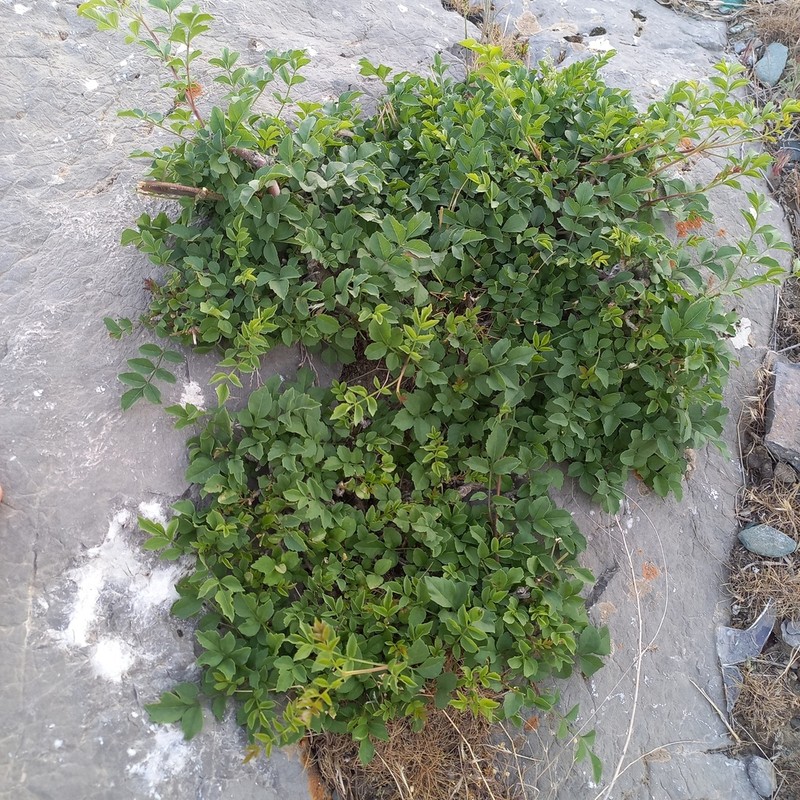 Fraxinus sogdiana photo 4