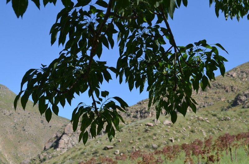 Fraxinus sogdiana photo 5