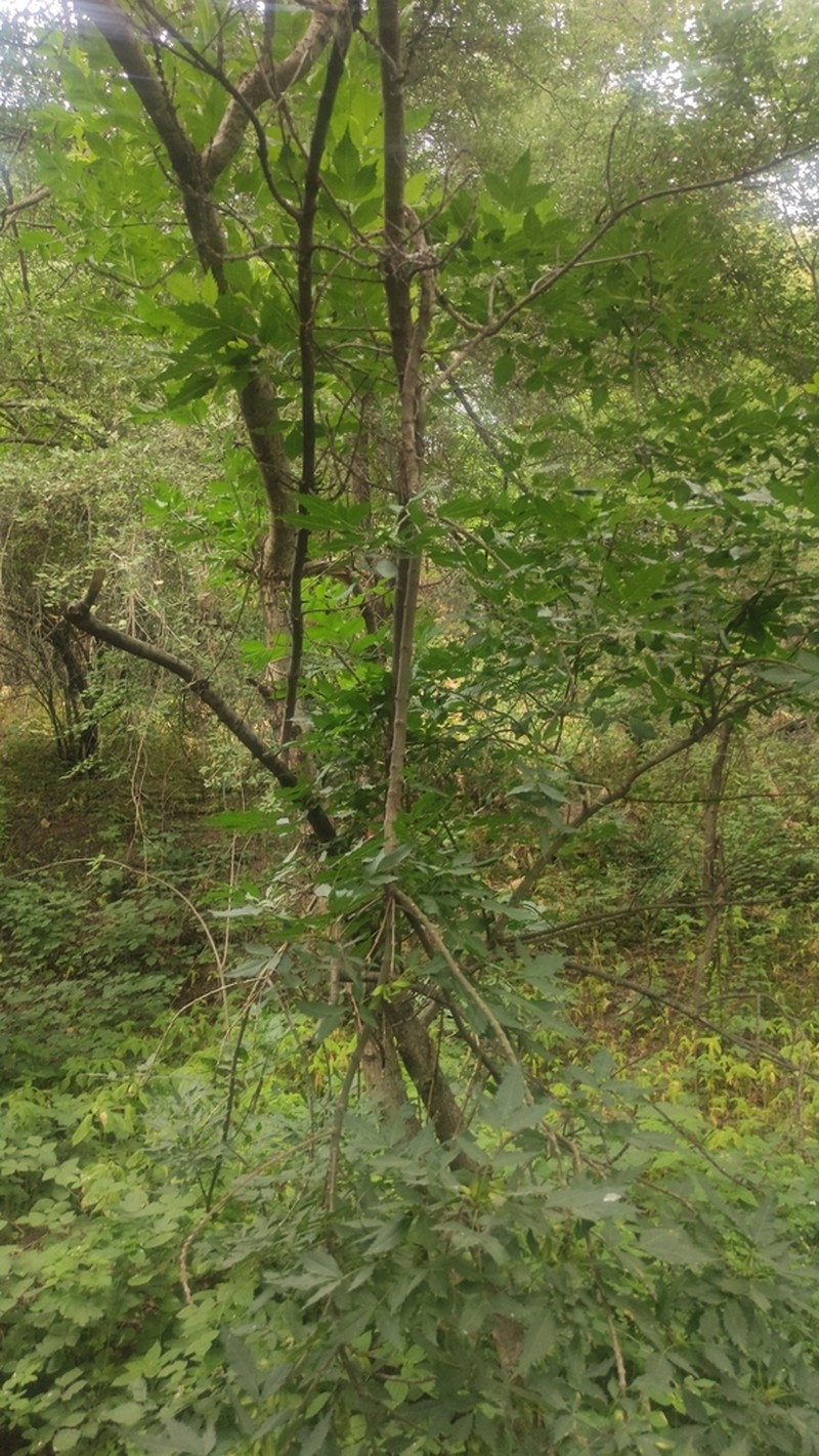 Fraxinus sogdiana photo 6