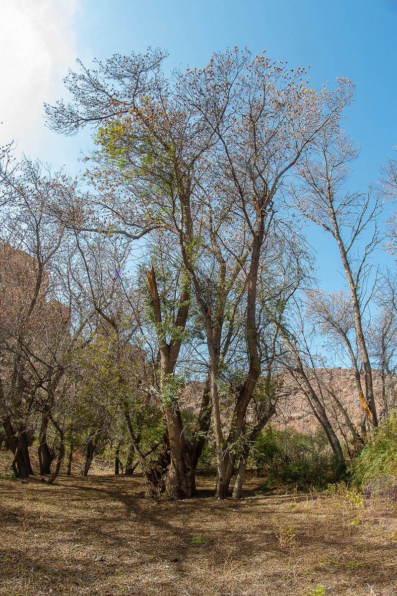 Fraxinus sogdiana photo 7