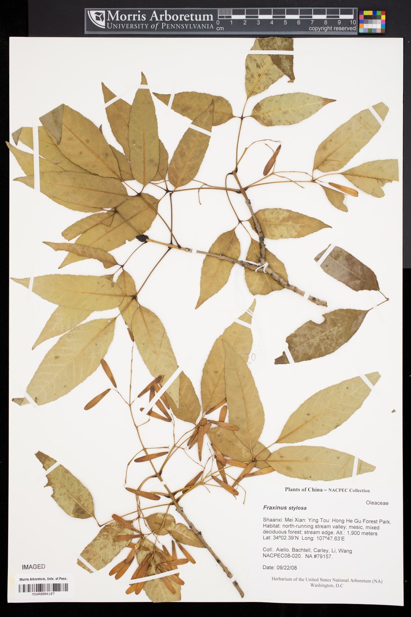 Fraxinus stylosa