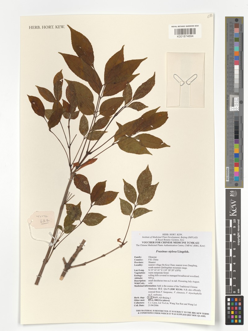 Fraxinus stylosa photo 2