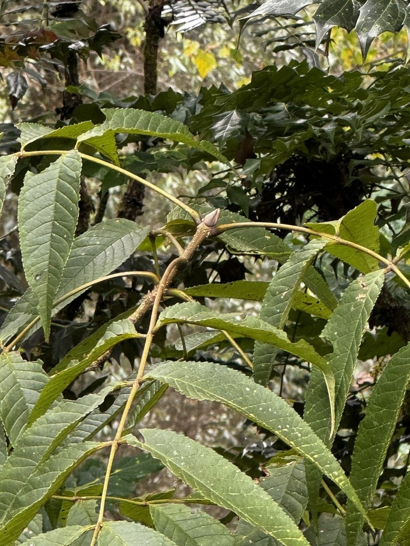 Fraxinus suaveolens