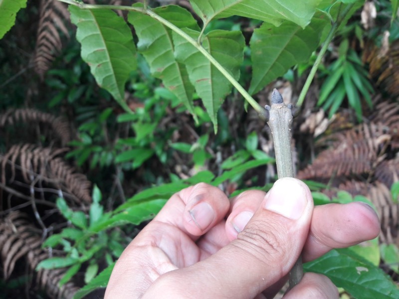 Fraxinus suaveolens photo 2
