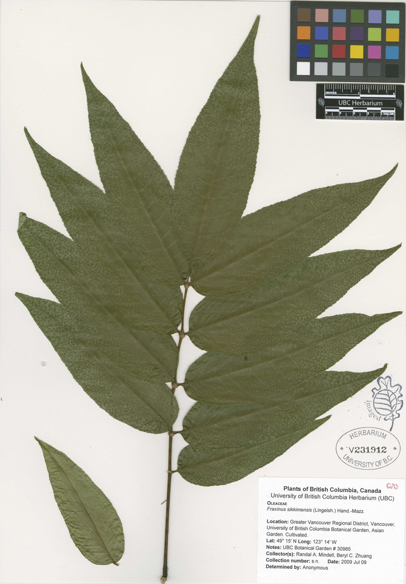 Fraxinus suaveolens photo 3