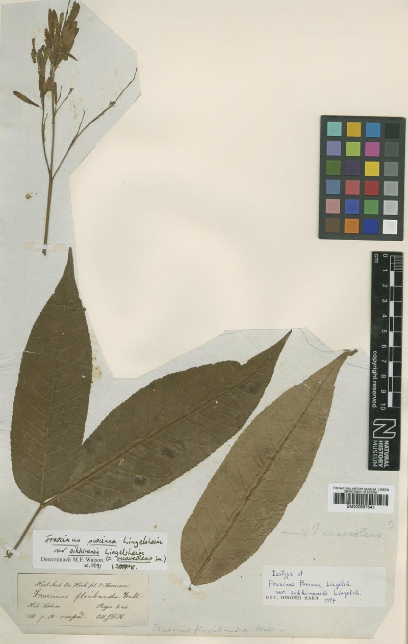 Fraxinus suaveolens photo 4