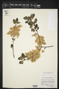 Fraxinus trifoliolata