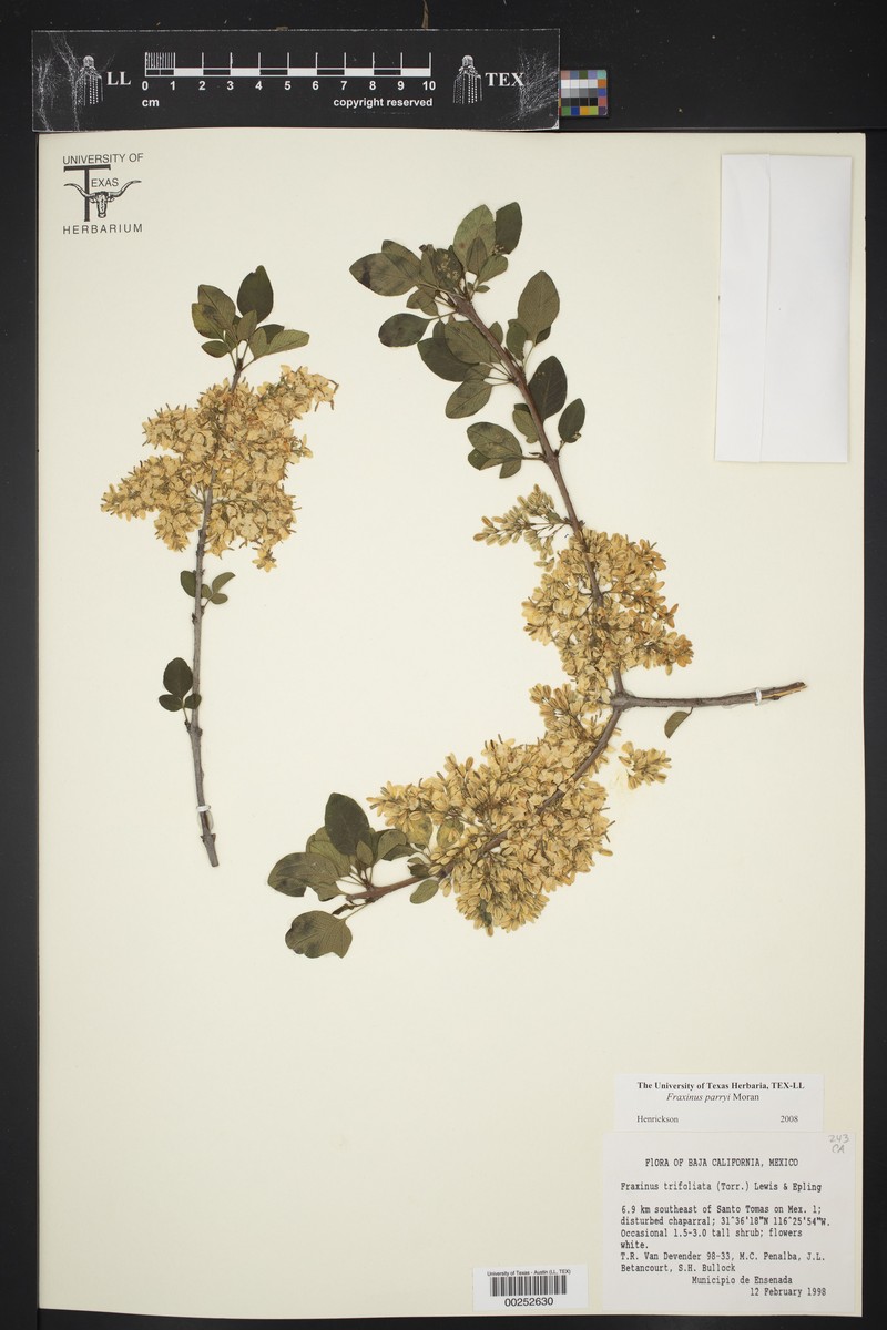 Fraxinus trifoliolata