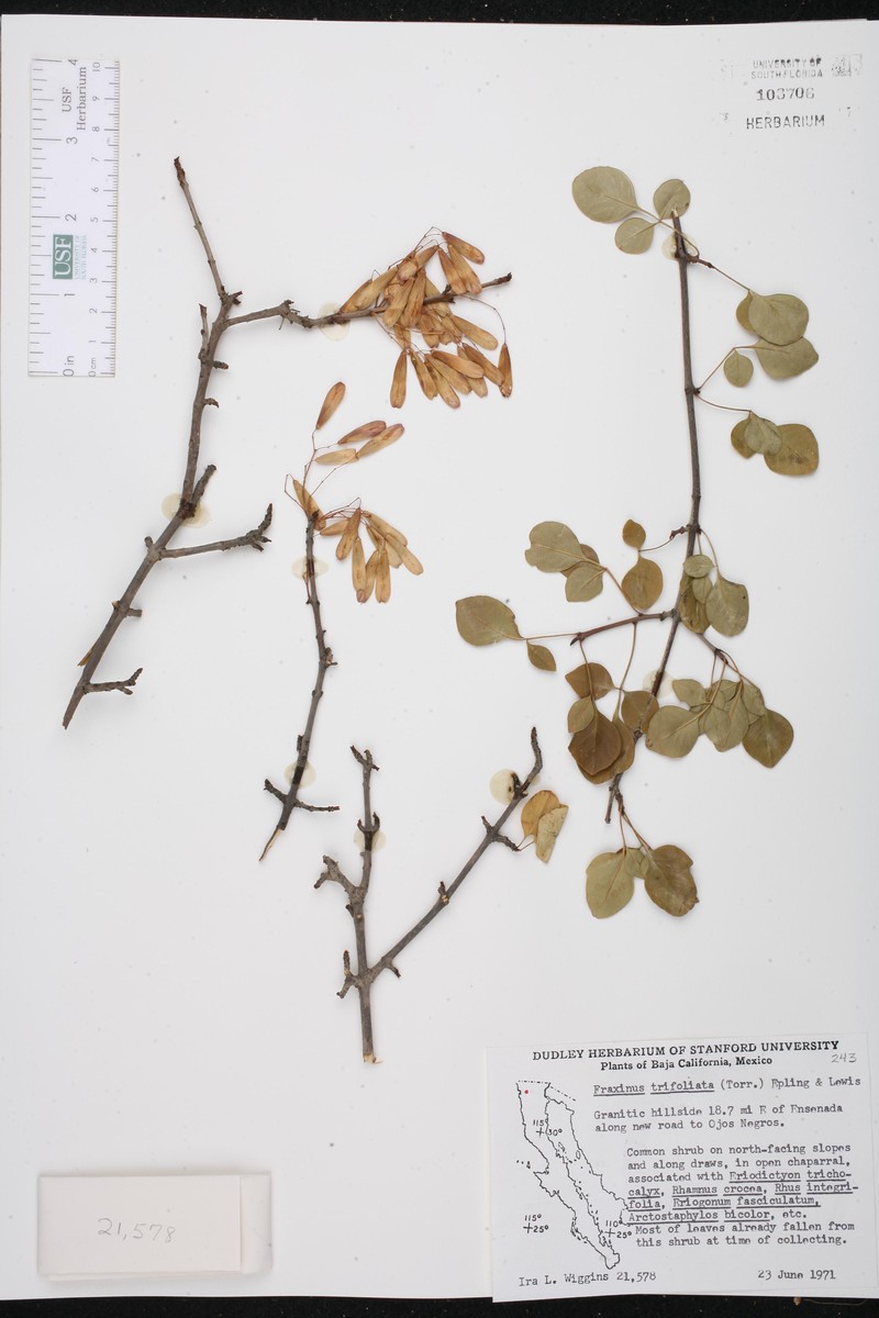 Fraxinus trifoliolata photo 2