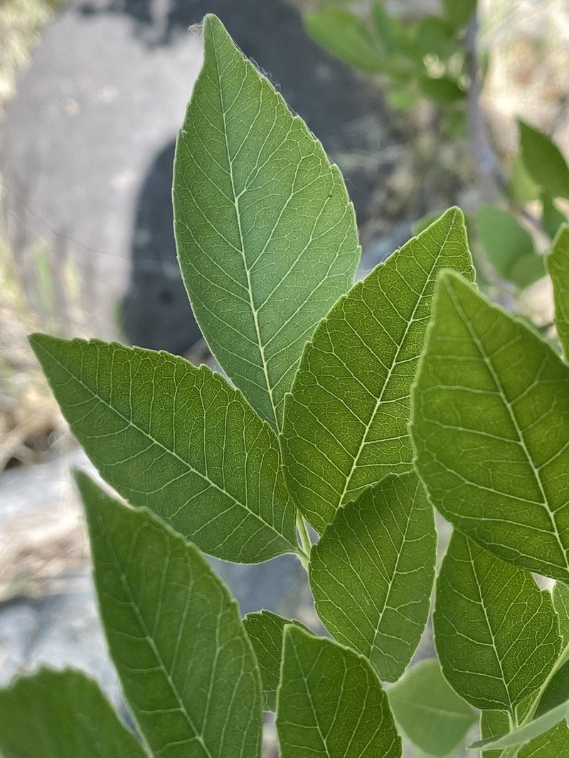 Velvet Ash photo 2