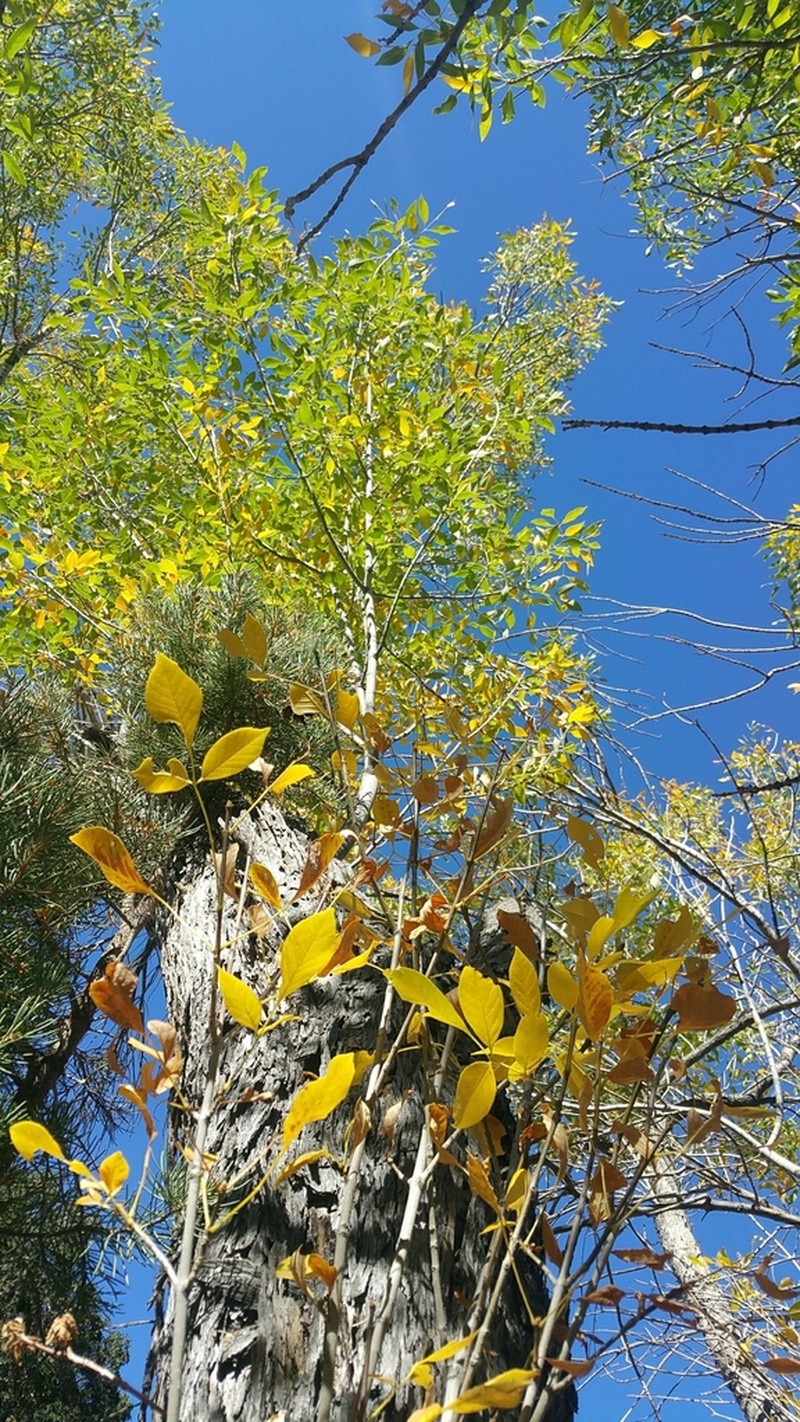 Velvet Ash photo 6