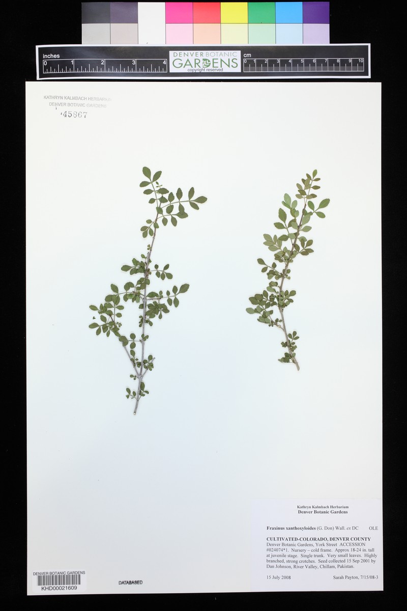 Fraxinus xanthoxyloides photo 2
