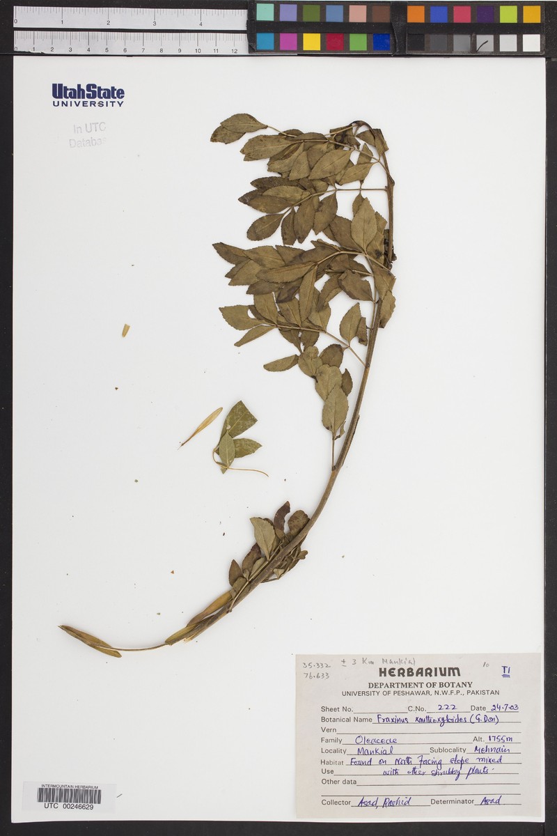 Fraxinus xanthoxyloides photo 3