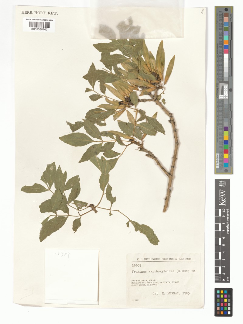 Fraxinus xanthoxyloides photo 4