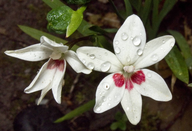 False Freesia photo 2