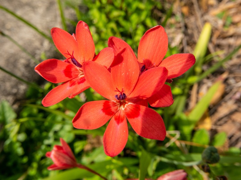 False Freesia photo 3