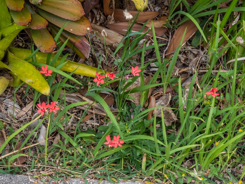 False Freesia photo 4