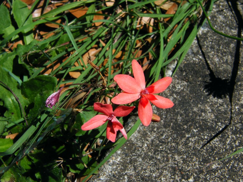 False Freesia photo 5
