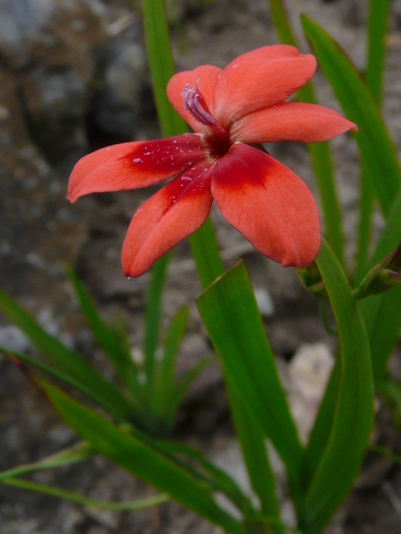 False Freesia