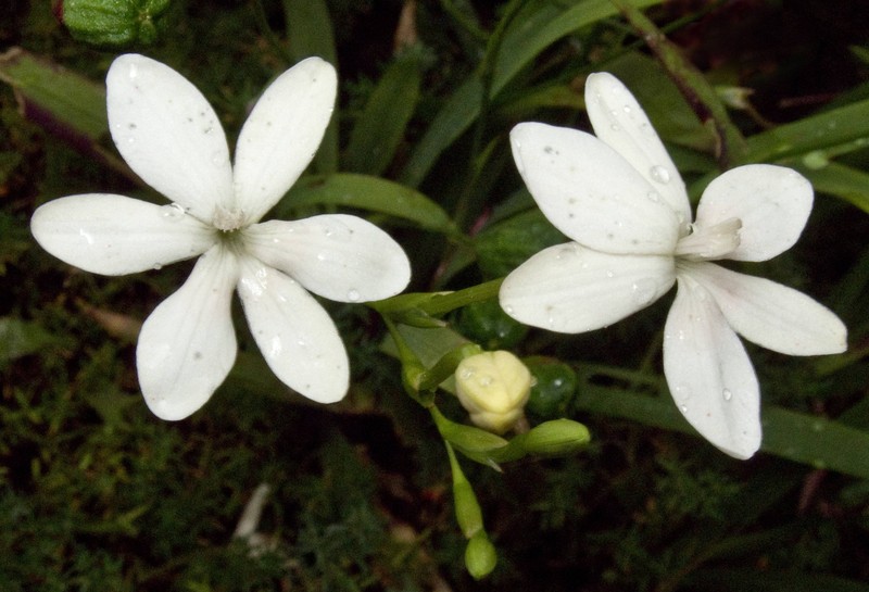 False Freesia photo 6