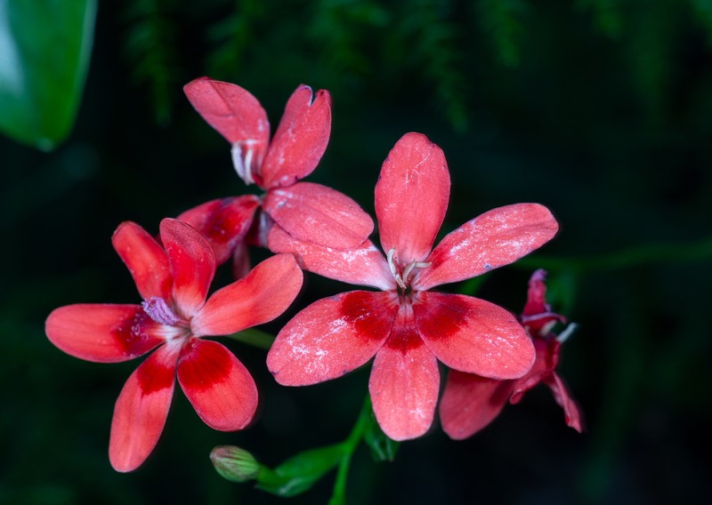 False Freesia photo 7