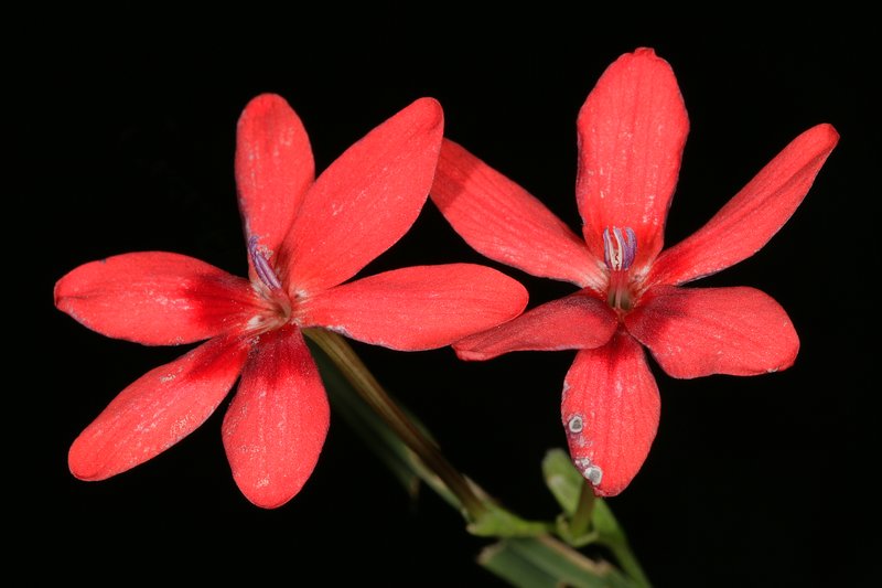 False Freesia photo 8
