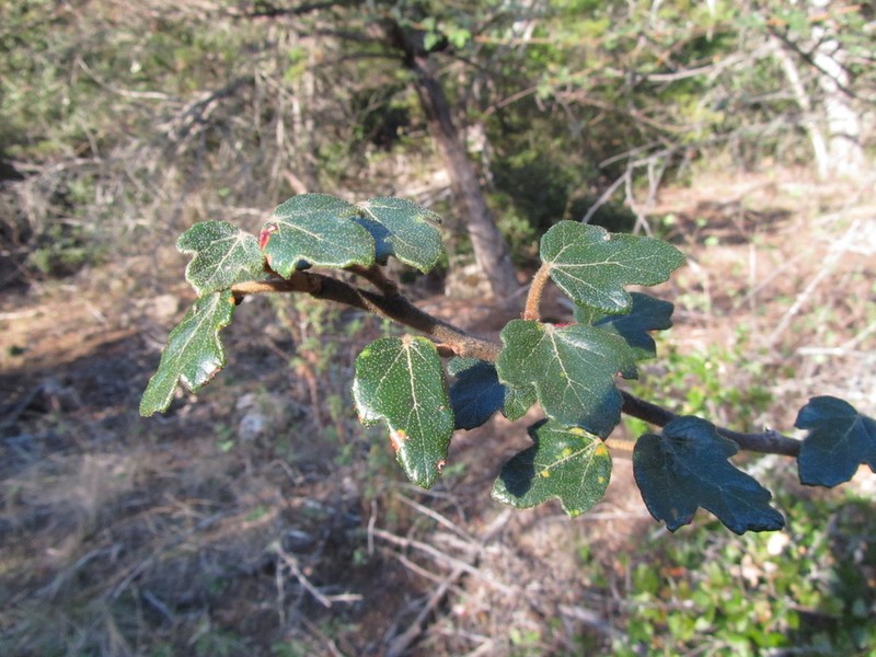 California Flannelbush photo 2