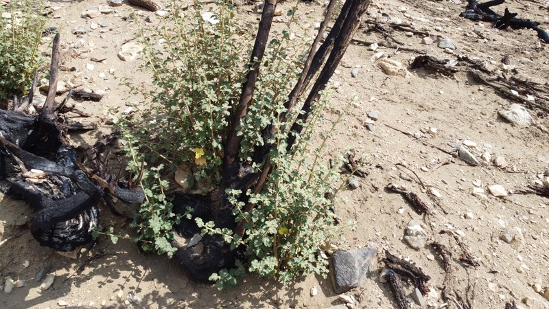 California Flannelbush photo 3