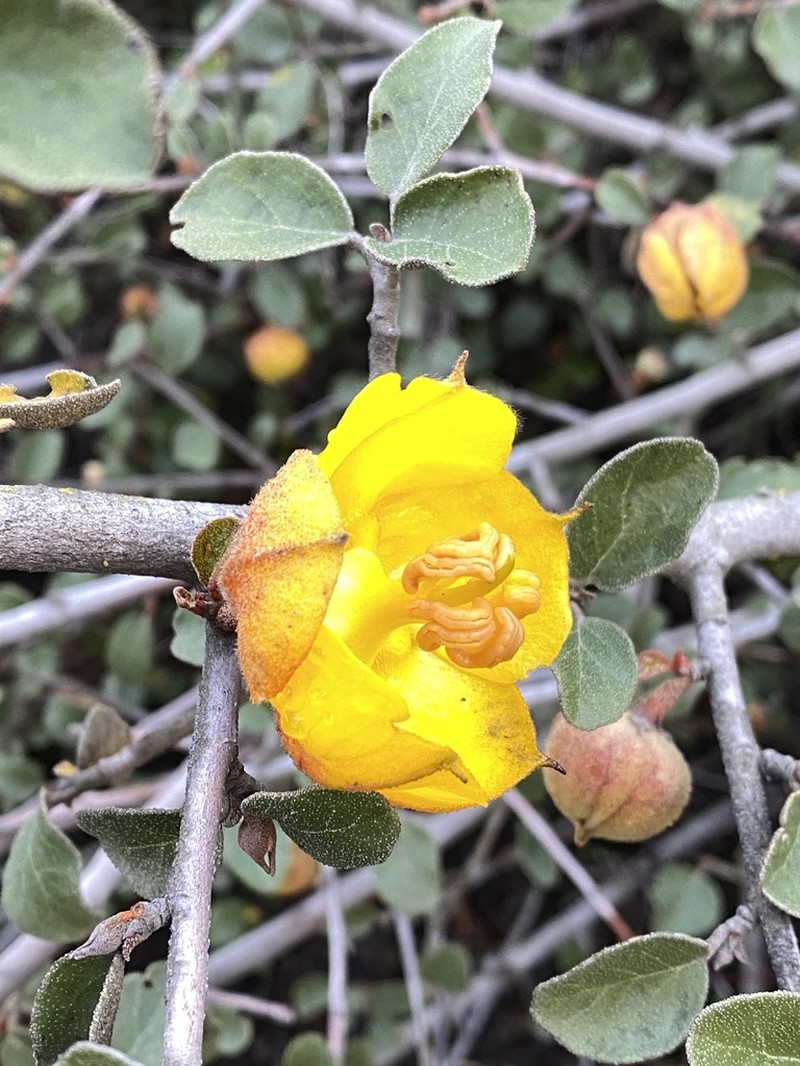 California Flannelbush photo 4