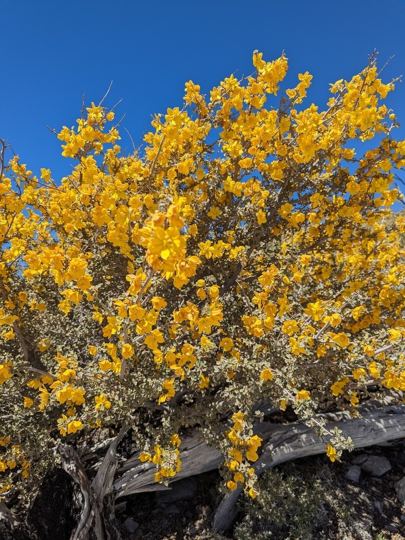California Flannelbush photo 5