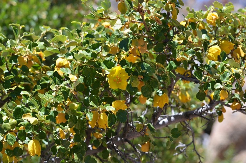 California Flannelbush photo 6