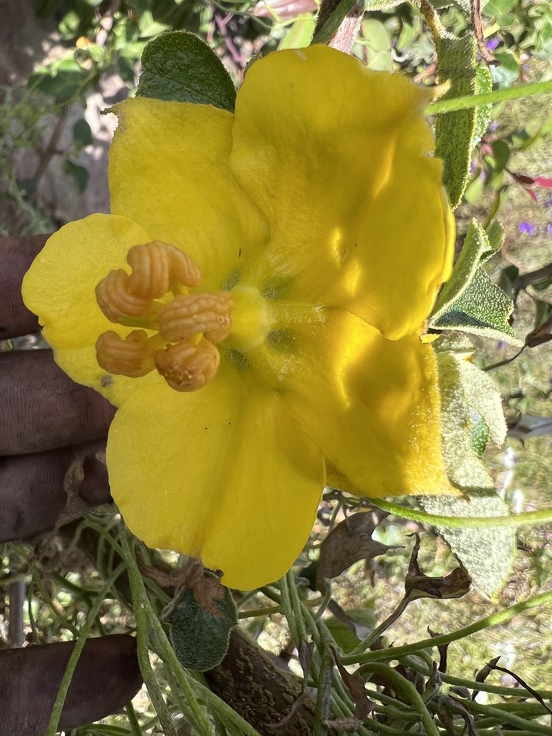 California Flannelbush photo 7
